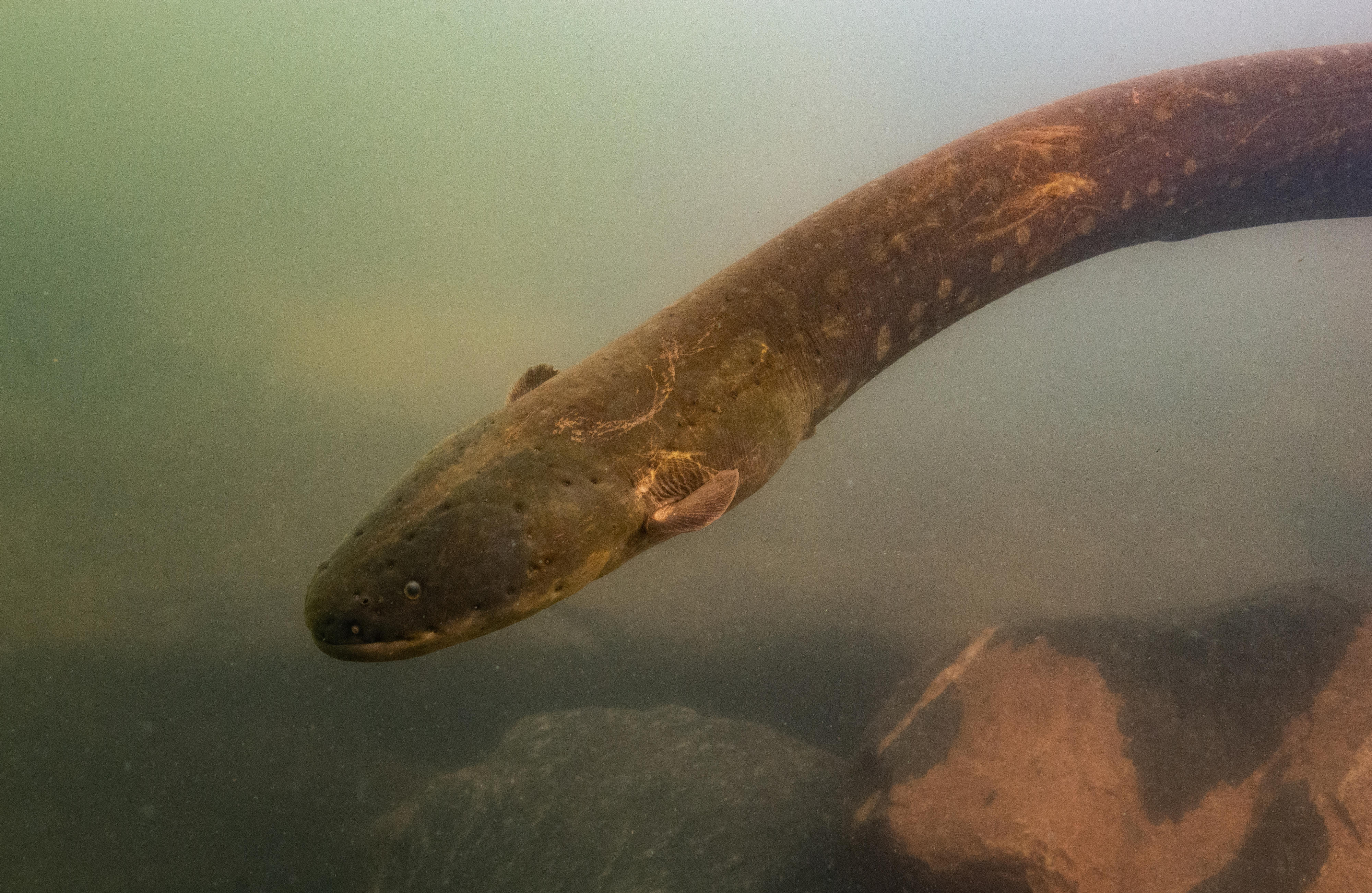 Encuentran A La Anguila Mas Poderosa De La Naturaleza